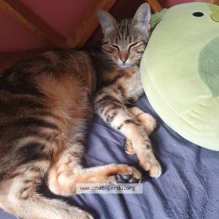 Photo 1/1 Arwen Chat lost in Saint pierre les nemours