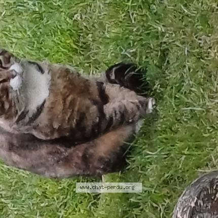 Photo 1/1 Found cat Found in Vielle st girons