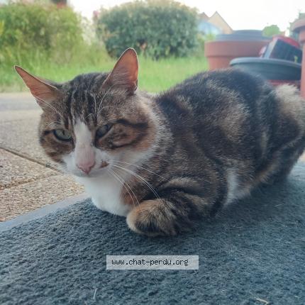 Photo 1/1 Found cat Found in Saint gregoire