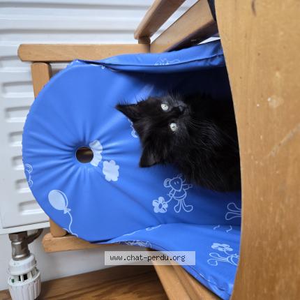 Photo 1/1 Kaiya Chat lost in Nogent le rotrou