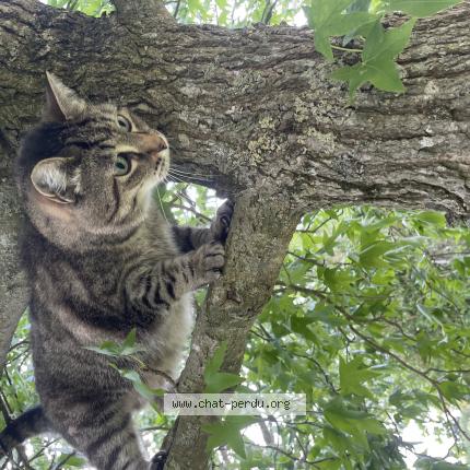 Photo 1/1 Princesse Chat lost in Saint pair sur mer