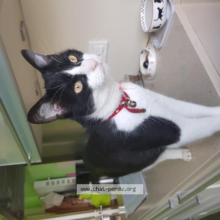 Photo 1/1 Miel Chat lost in Isle