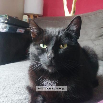 Photo 1/1 Cafrine Chat lost in Habere poche