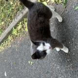Picture of cat found at Clichy