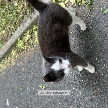 Photo 1/1 Found cat Found in Clichy