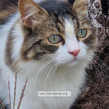 Photo 1/1 Nouchka Chat lost in Trevoux