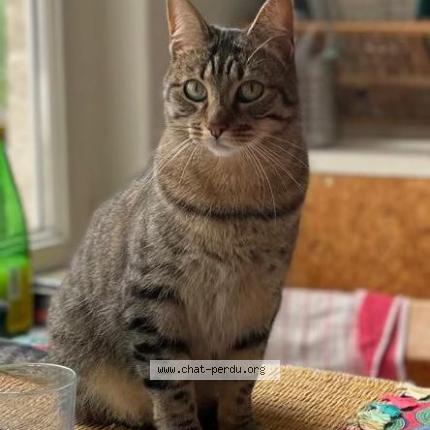 Photo 1/1 Violet Chat lost in Plesse