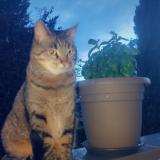 Picture of cat lost at Ecully