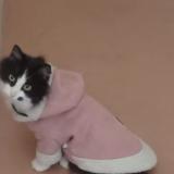 Picture of cat lost at Freyming Merlebach