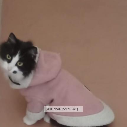 Photo 1/1 Ellie Chat lost in Freyming merlebach