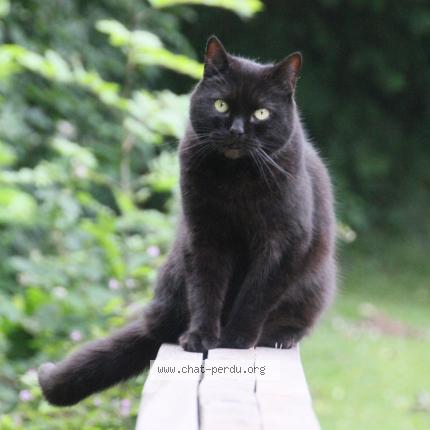 Foto van vermiste kat in Lasne