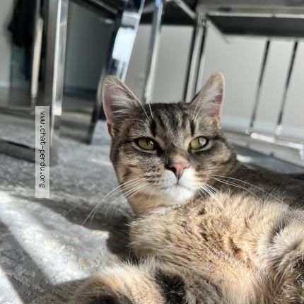 Photo 1/1 Duman patik Chat lost in Mulhouse