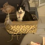 Picture of cat lost at Armentieres