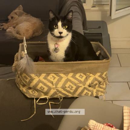 Photo 1/1 Kiara Chat lost in Armentieres