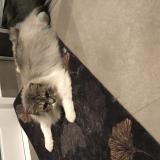 Picture of cat lost at Saint Max