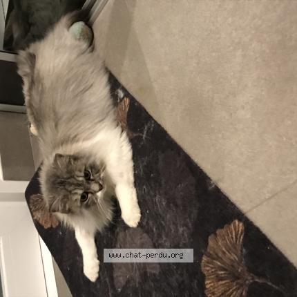 Photo 1/1 Saphir Chat lost in Saint max