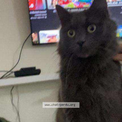 Photo 1/1 Pablo Chat lost in Saint chamond