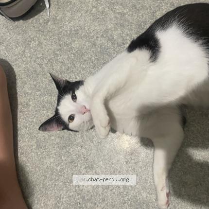 Photo 1/1 Pantoufle Chat lost in Villenave d ornon