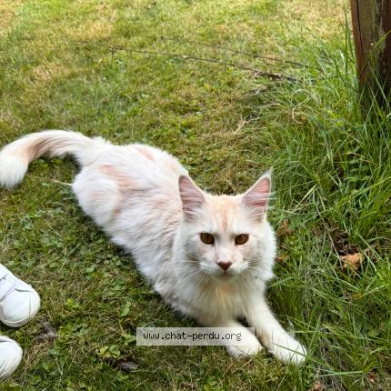 Photo 1/1 Ulysse Chat lost in Souday