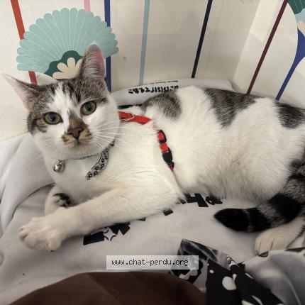 Photo 1/1 Persephone Chat lost in Clermont ferrand