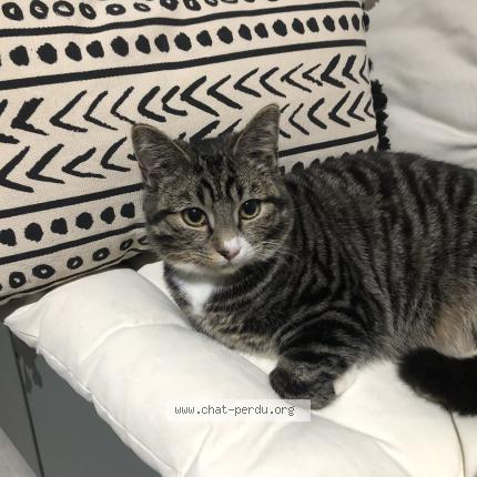 Photo 1/1 Loky Chat lost in Bruxelles