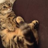 Picture of cat found at Saint Gilles