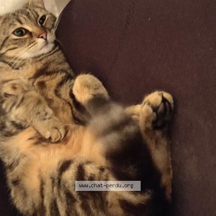 Photo 1/1 Found cat Found in Saint gilles