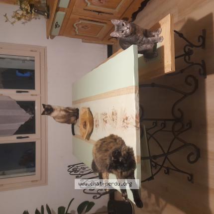 Photo 1/1 Malone Chat lost in Le lude