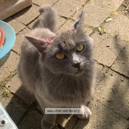 Photo 1/1 Found cat Found in Mouleydier