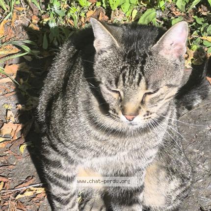 Photo 1/1 Mike Chat lost in Paris