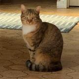 Picture of cat lost at La Chaussee St Victor