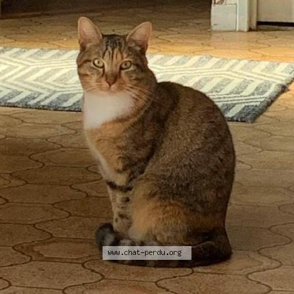 Photo 1/1 Hestia Chat lost in La chaussee st victor