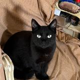 Picture of cat lost at Marseille 03