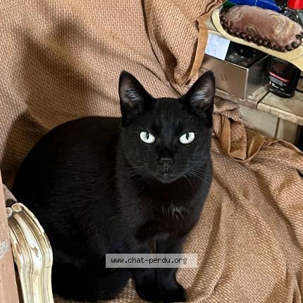 Photo 1/1 "B&eacute;b&eacute;" ou "Laziza" Chat lost in Marseille 03