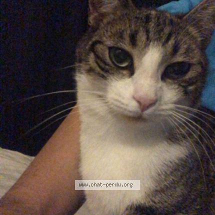 Photo 1/1 Carat Chat lost in Montauban