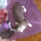 Picture of cat found at Sisteron