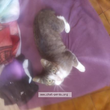 Photo 1/1 Found cat Found in Sisteron