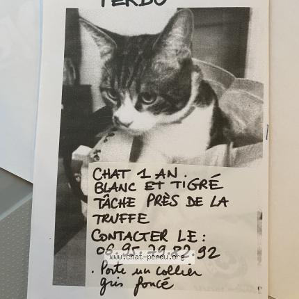 Photo 1/1 Mimoune Chat lost in Corbigny