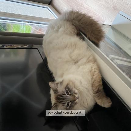 Photo 1/1 NOUGAT Chat lost in Marseille