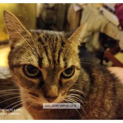 Photo 1/1 Draken Chat lost in Le havre