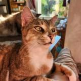 Picture of cat lost at Clermont Ferrand