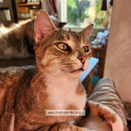 Photo 1/1 Pixel Chat lost in Clermont ferrand