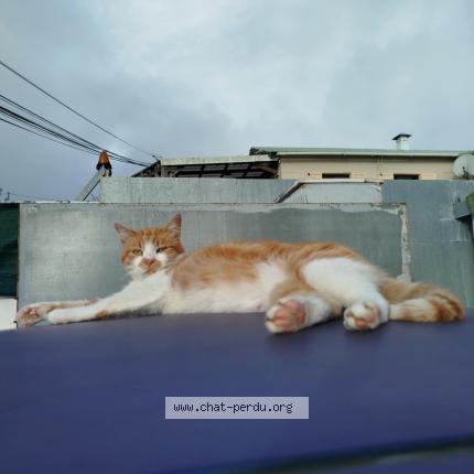 Photo 1/1 Pacha Chat lost in Tampon