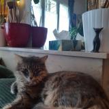 Picture of cat lost at Paris