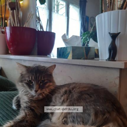 Photo 1/1 Nikita Chat lost in Paris