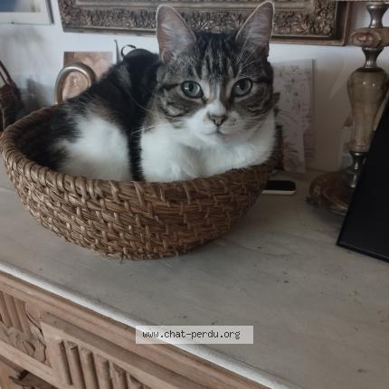 Photo 1/1 Moumoute Chat lost in Saint maximin la sainte baume