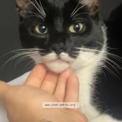 Photo 1/1 Elvis Chat lost in Taintignies