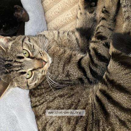 Photo 1/1 Simba Chat lost in Tremblay en france