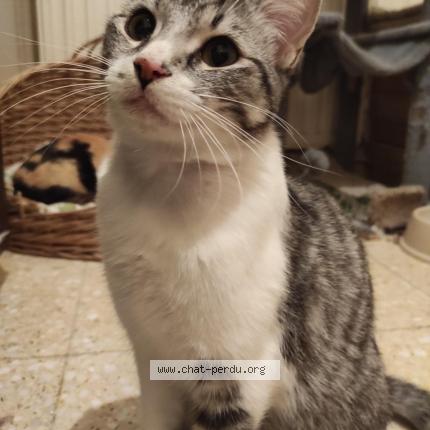 Photo 1/1 ARAMIS Chat lost in Cologne