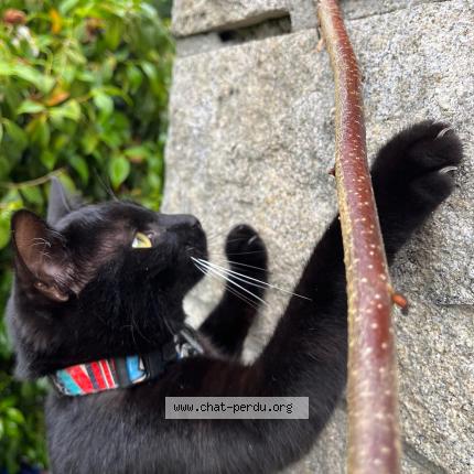 Photo 1/1 Milos Chat lost in Chanteloup